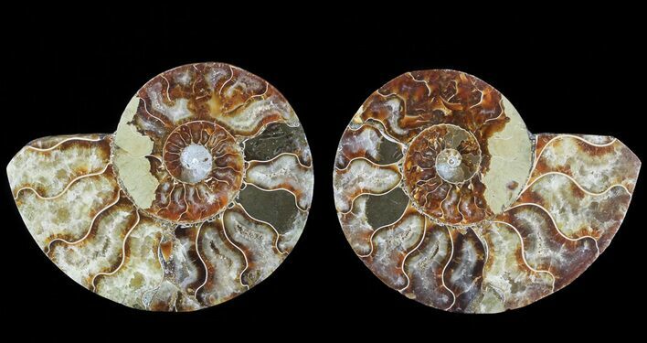 Bargain, Cut & Polished Ammonite Fossil - Agatized #69023